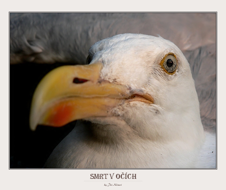 Click screen to close